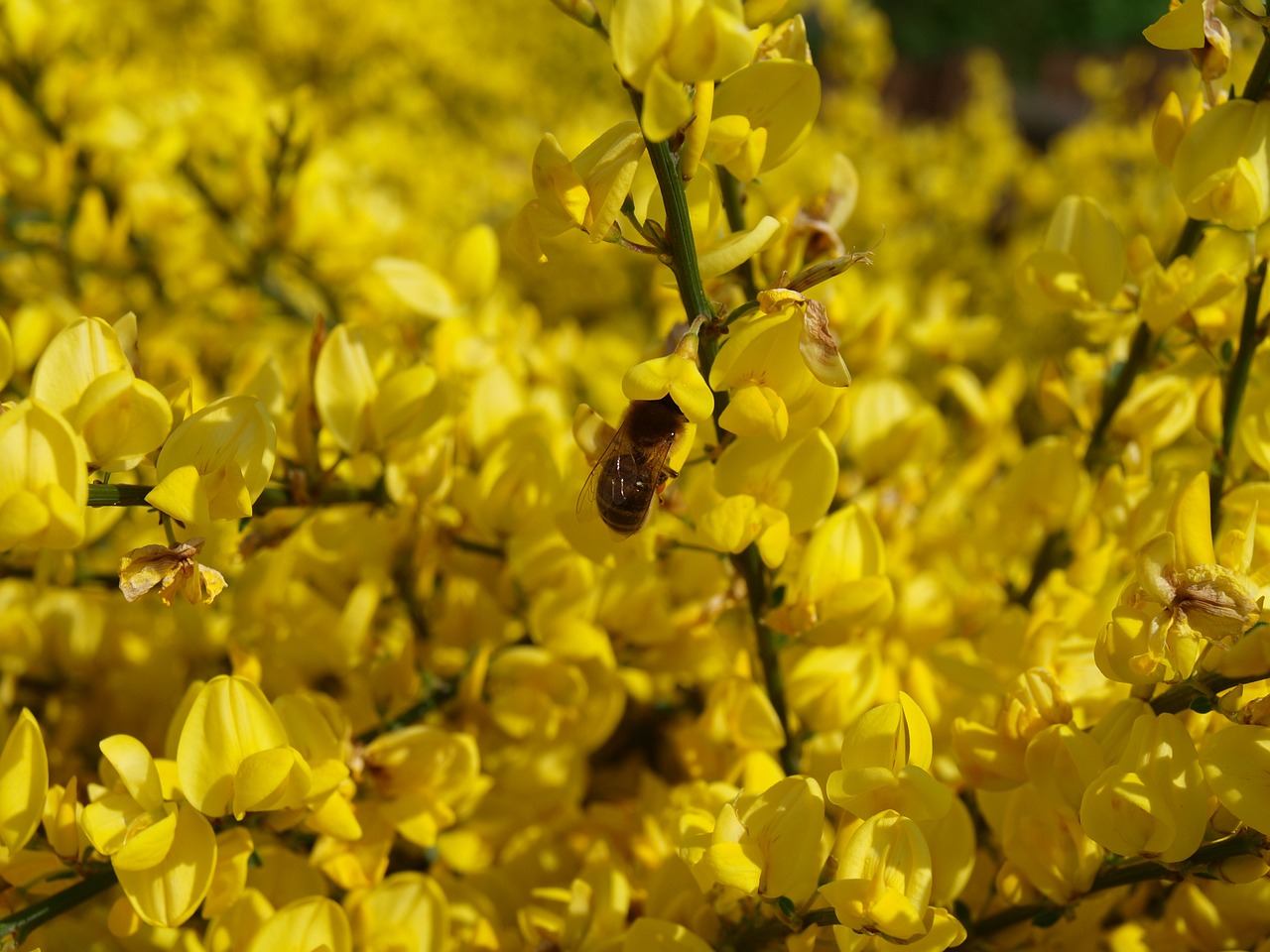 oilseed rape rape blossoms yellow free photo