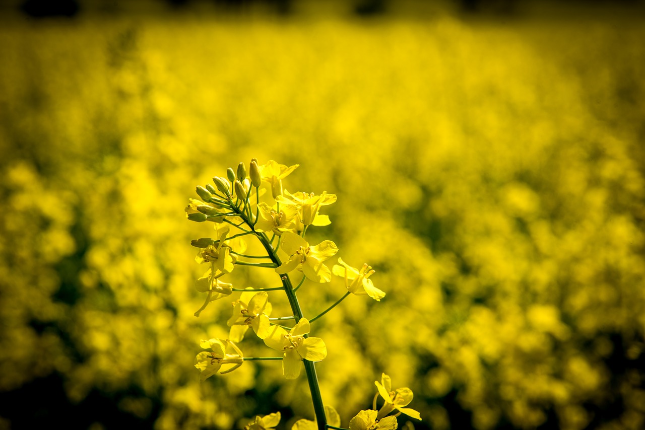 oilseed rape  rape blossom  yellow free photo