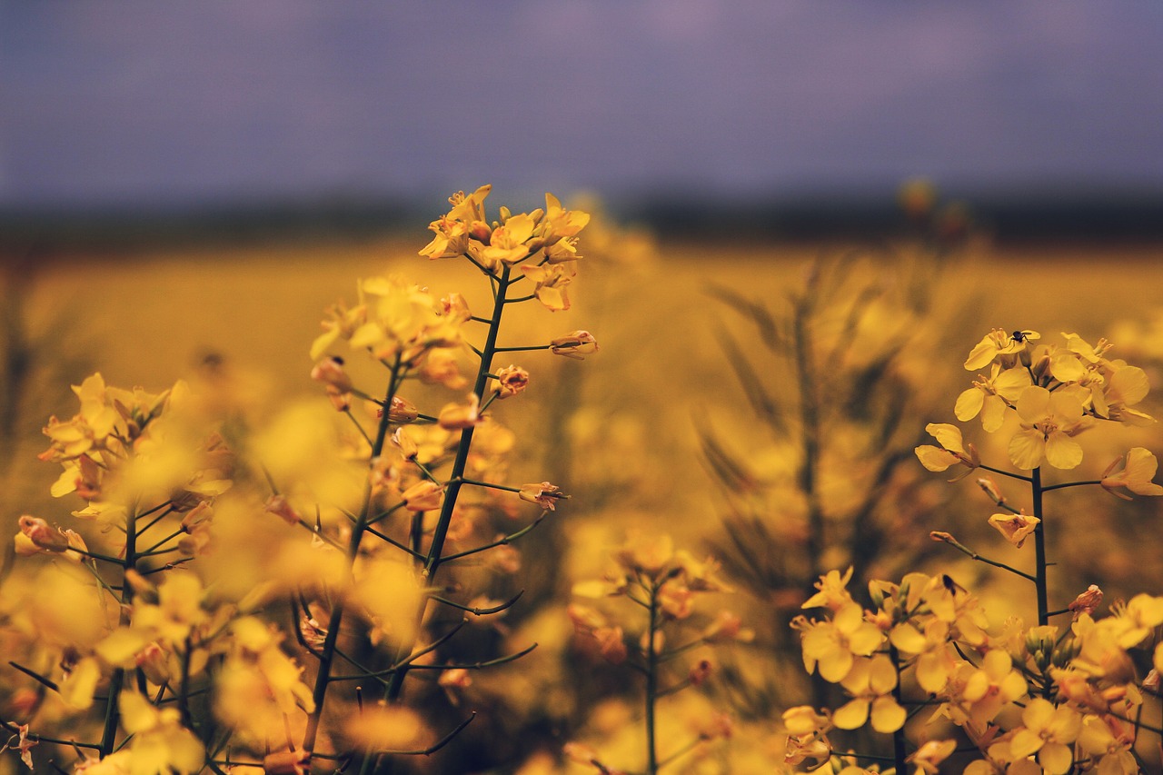 oilseed rape field yellow free photo