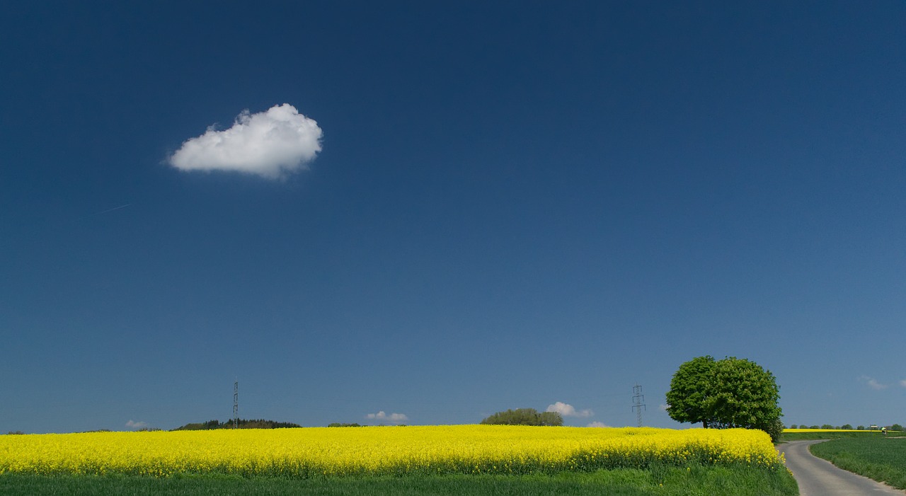 oilseed rape  field  sky free photo