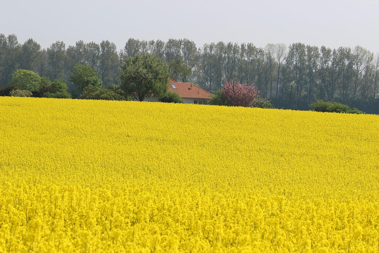 oilseed rape  field  landscape free photo