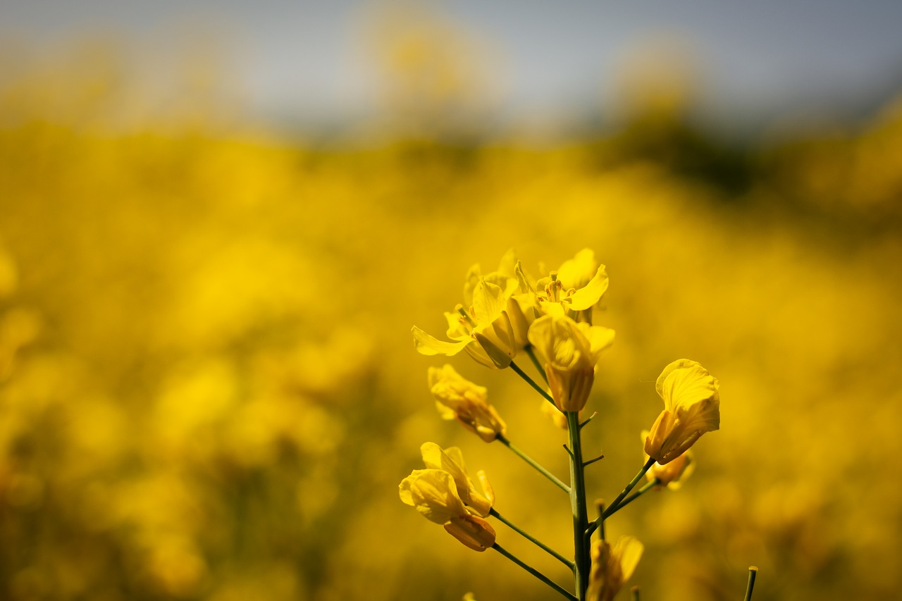 oilseed rape  field  nature free photo