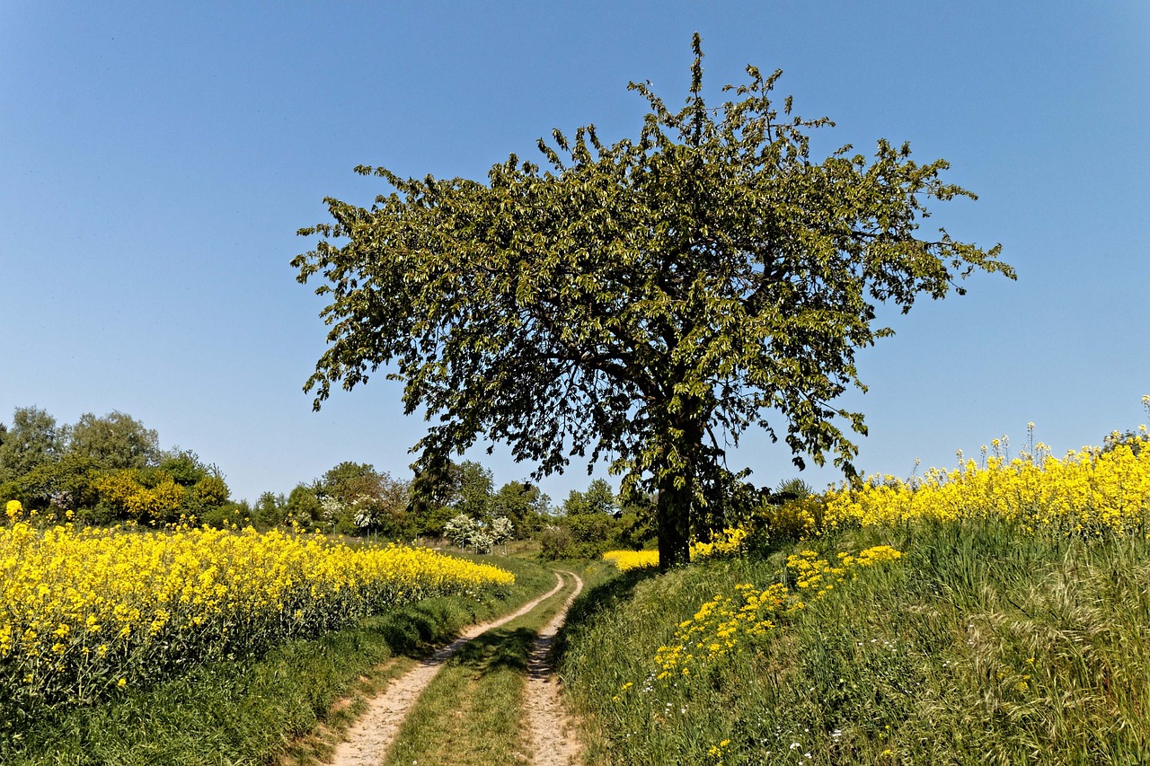 oilseed rape  landscape  rape blossom free photo