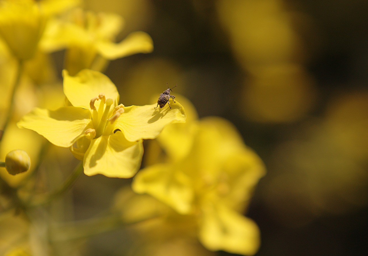 oilseed rape  blossom  bloom free photo