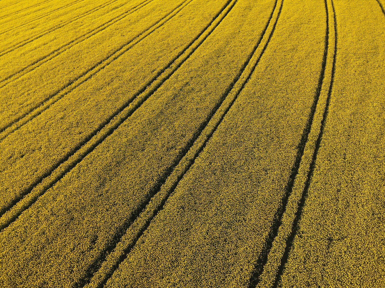 oilseed rape  field of rapeseeds  field free photo