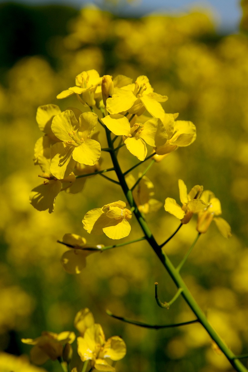 oilseed rape  yellow  spring free photo