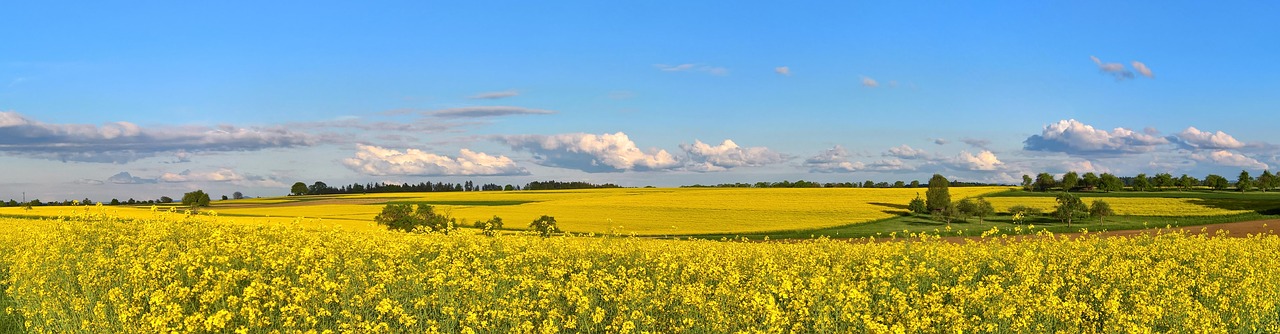 oilseed rape  spring  may free photo