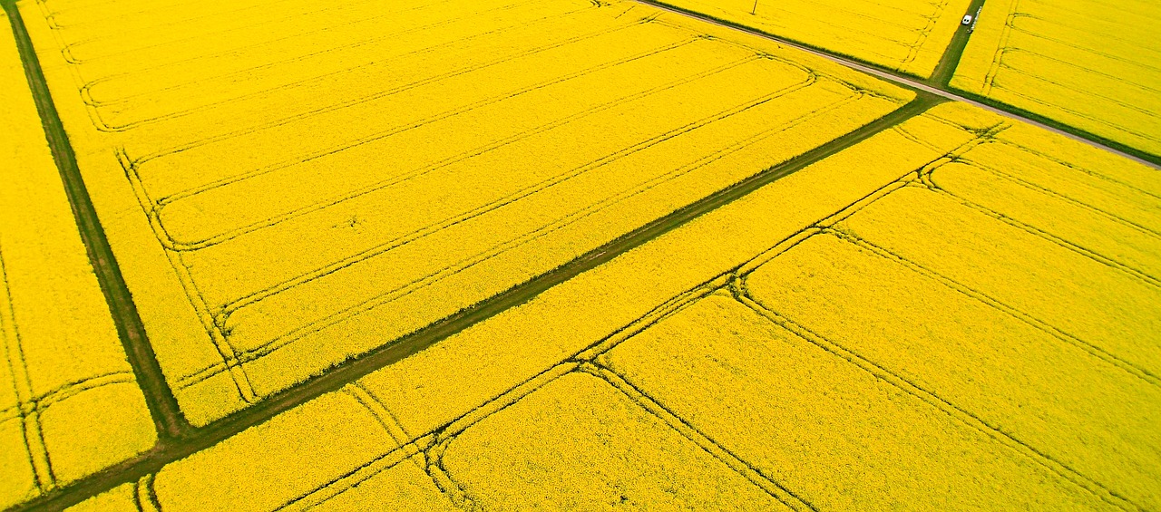 oilseed rape  aerial view  agriculture free photo