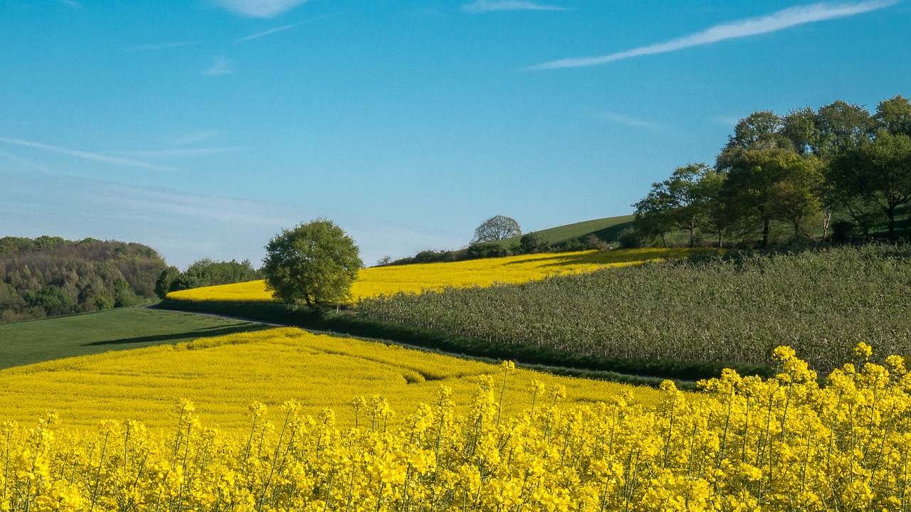 oilseed rape  field  landscape free photo