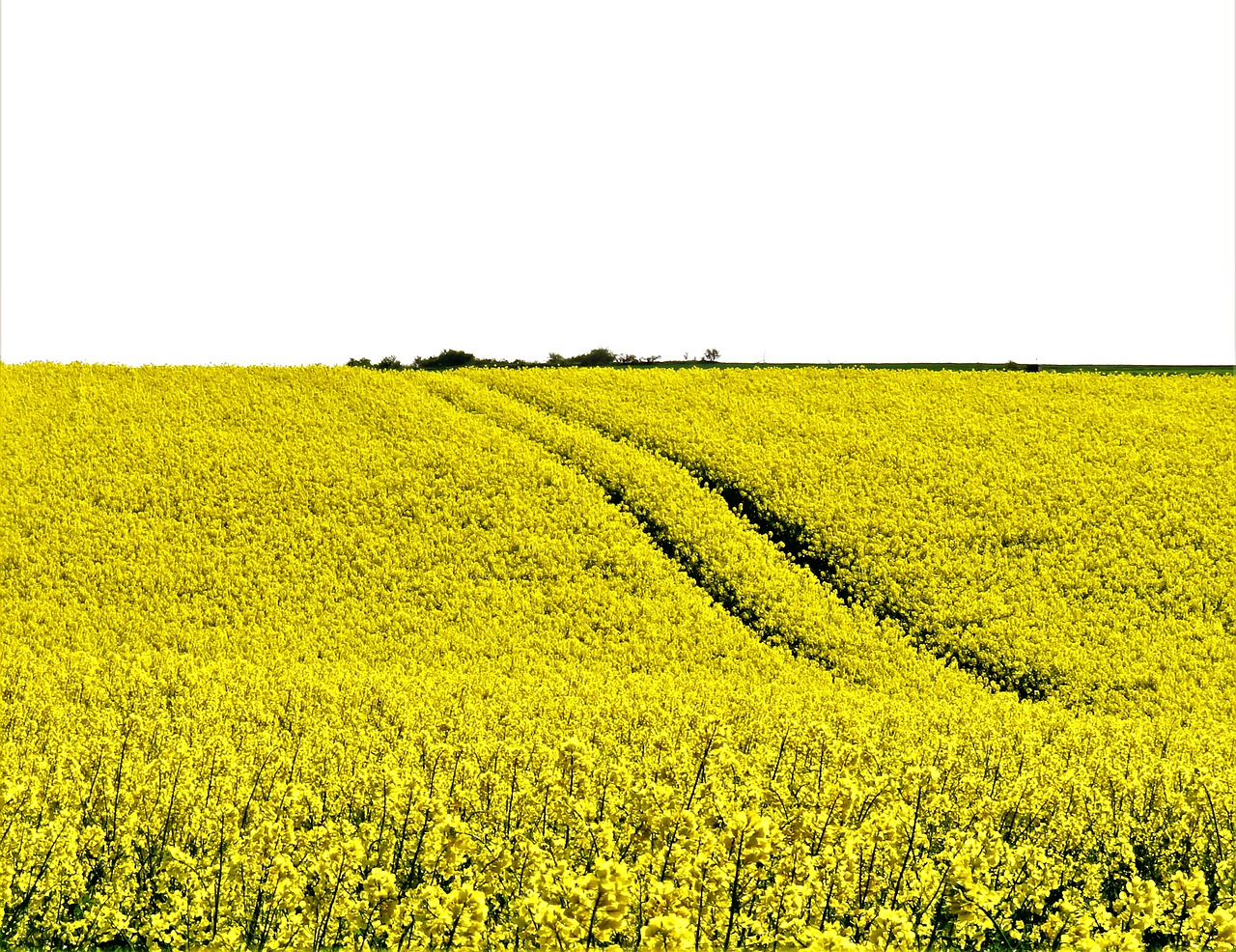 oilseed rape  field of rapeseeds  rape blossom free photo