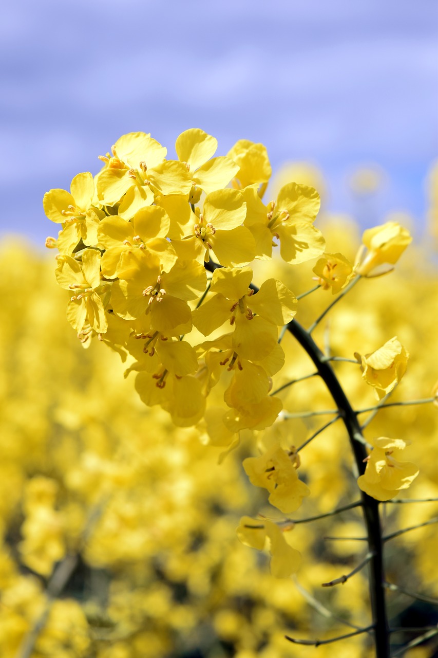 oilseed rape  blossom  bloom free photo