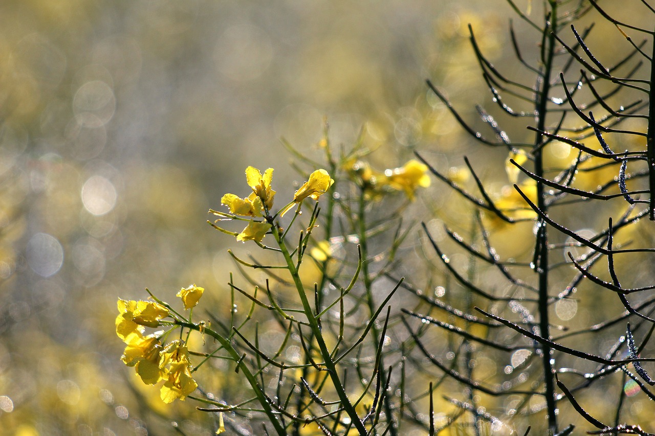 oilseed rape  faded  dew free photo