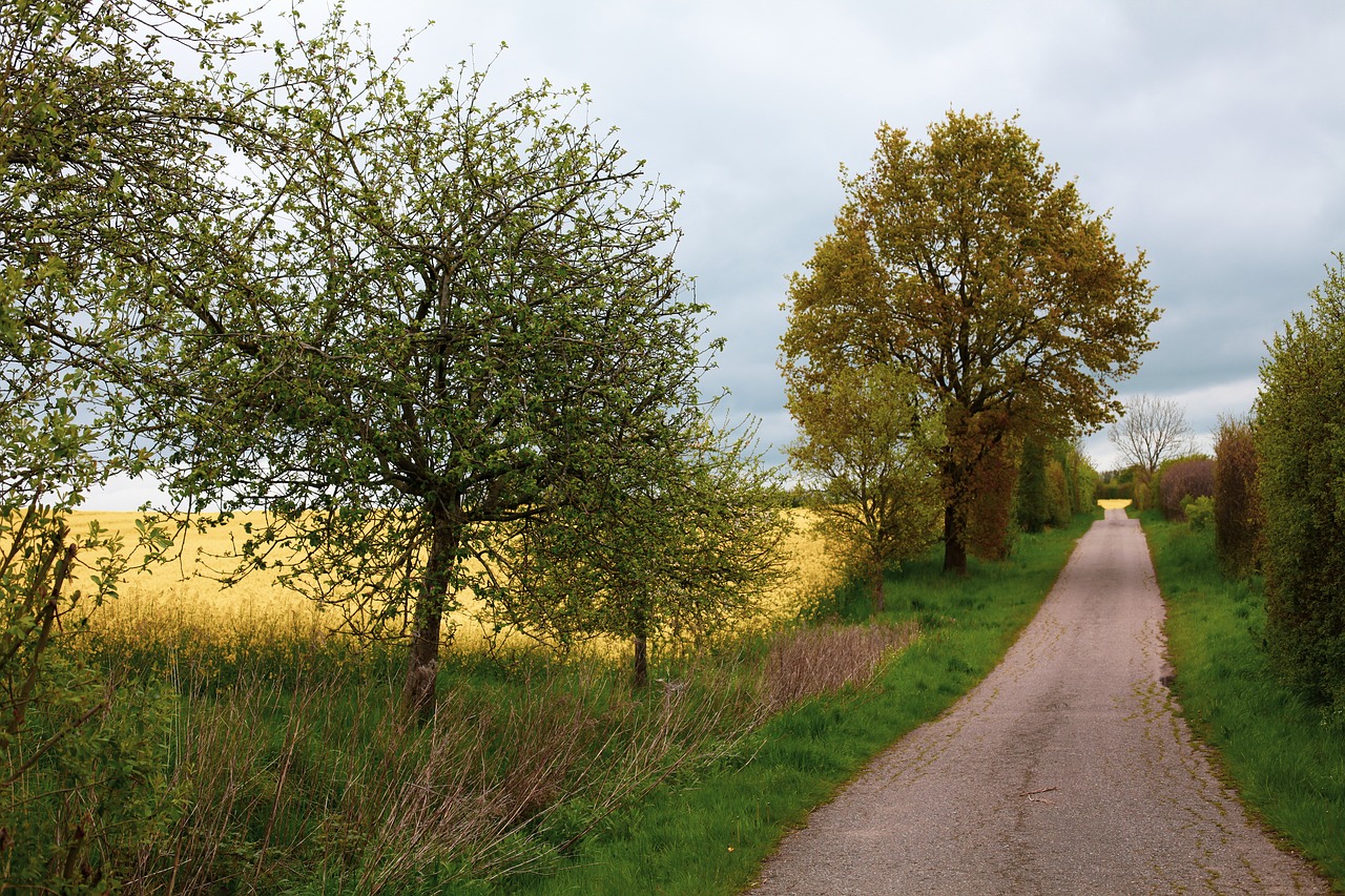 oilseed rape  lane  apple trees free photo