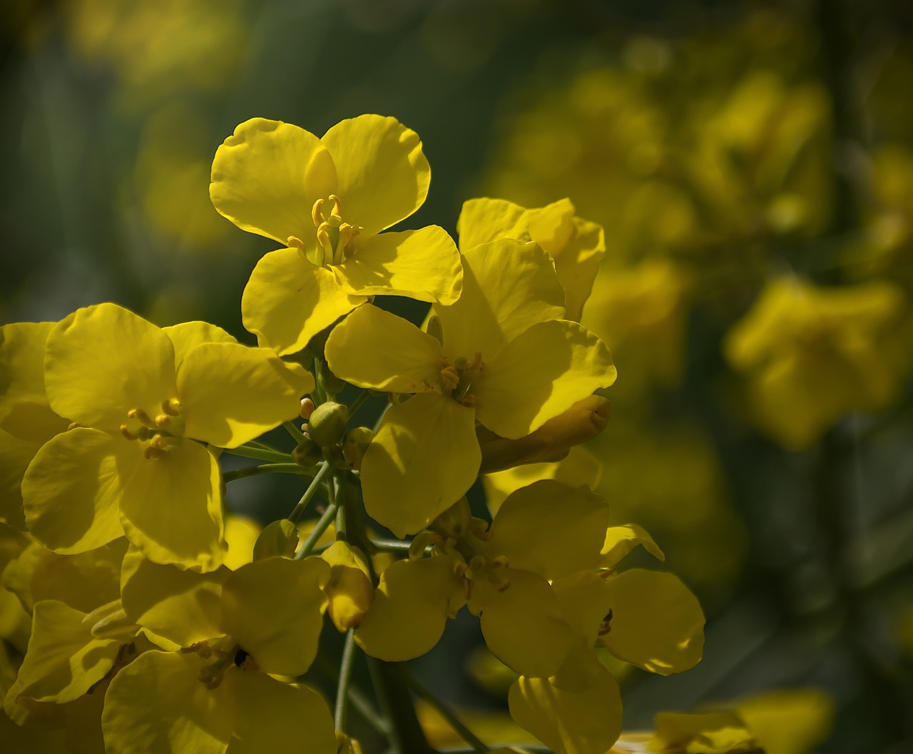 oilseed rape  summer  blossom free photo