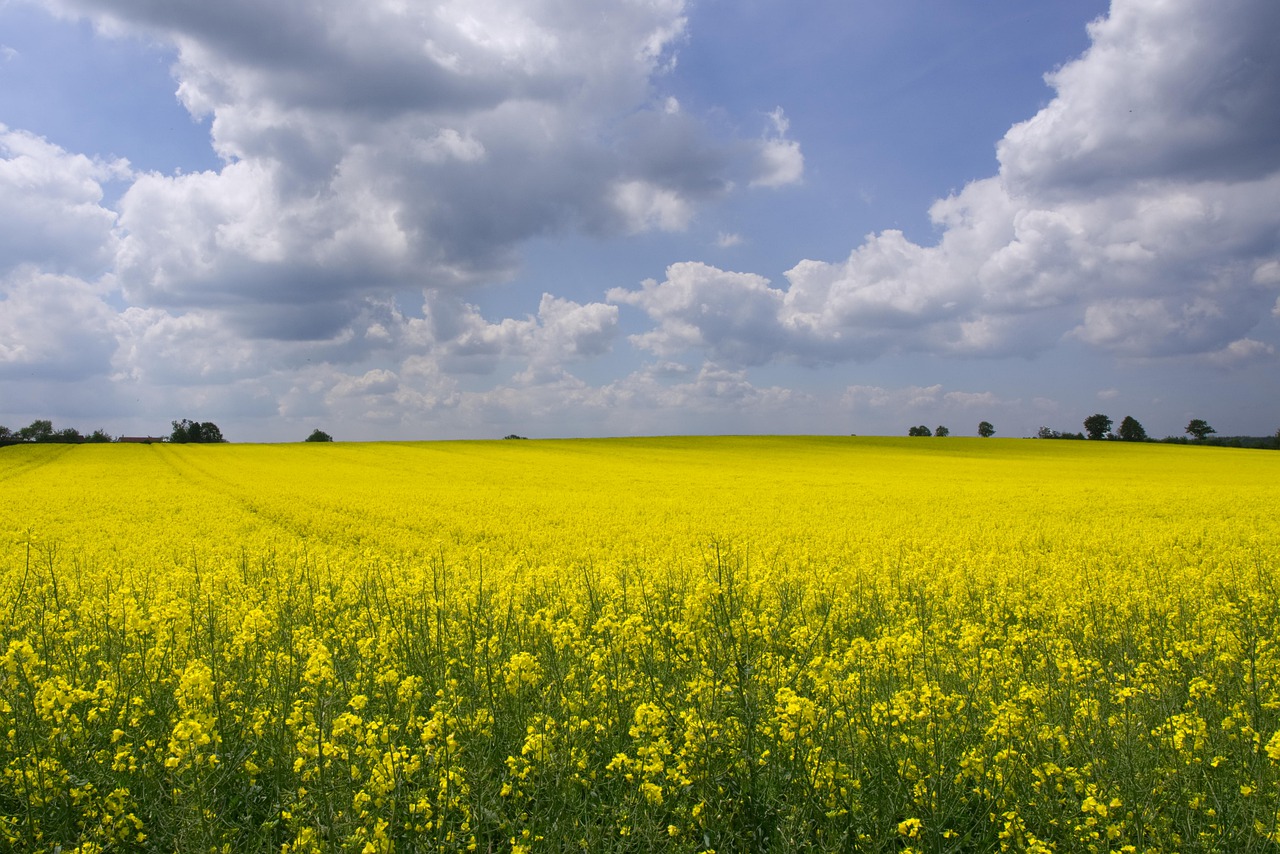 oilseed rape  field of rapeseeds  nature free photo