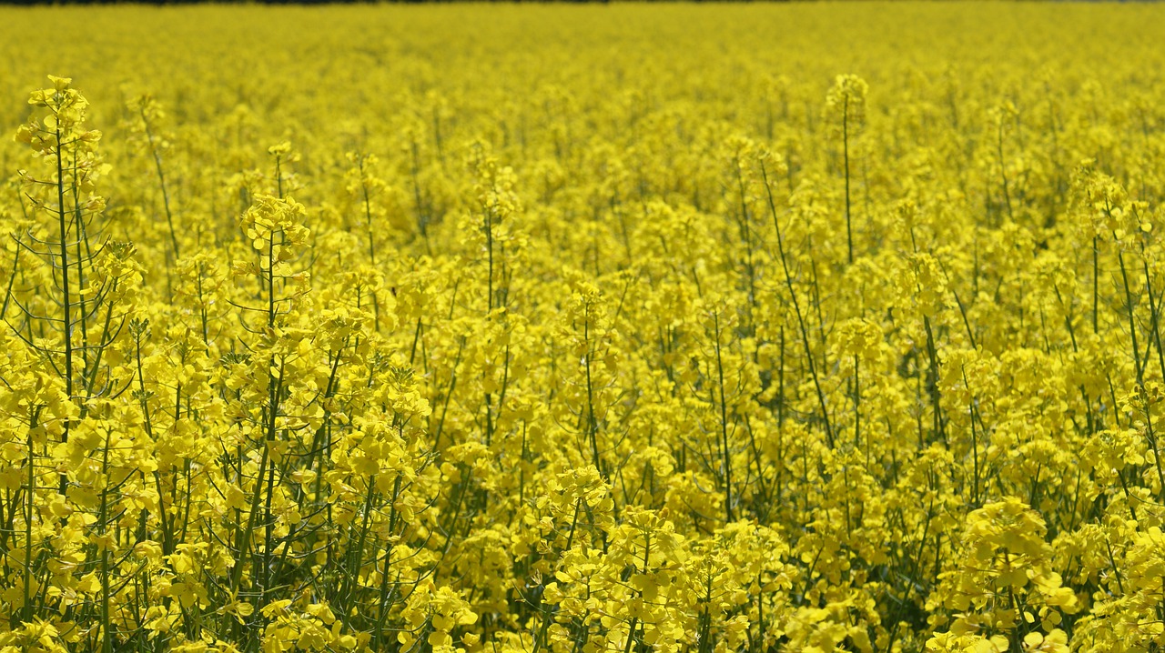 oilseed rape  landscape  yellow free photo