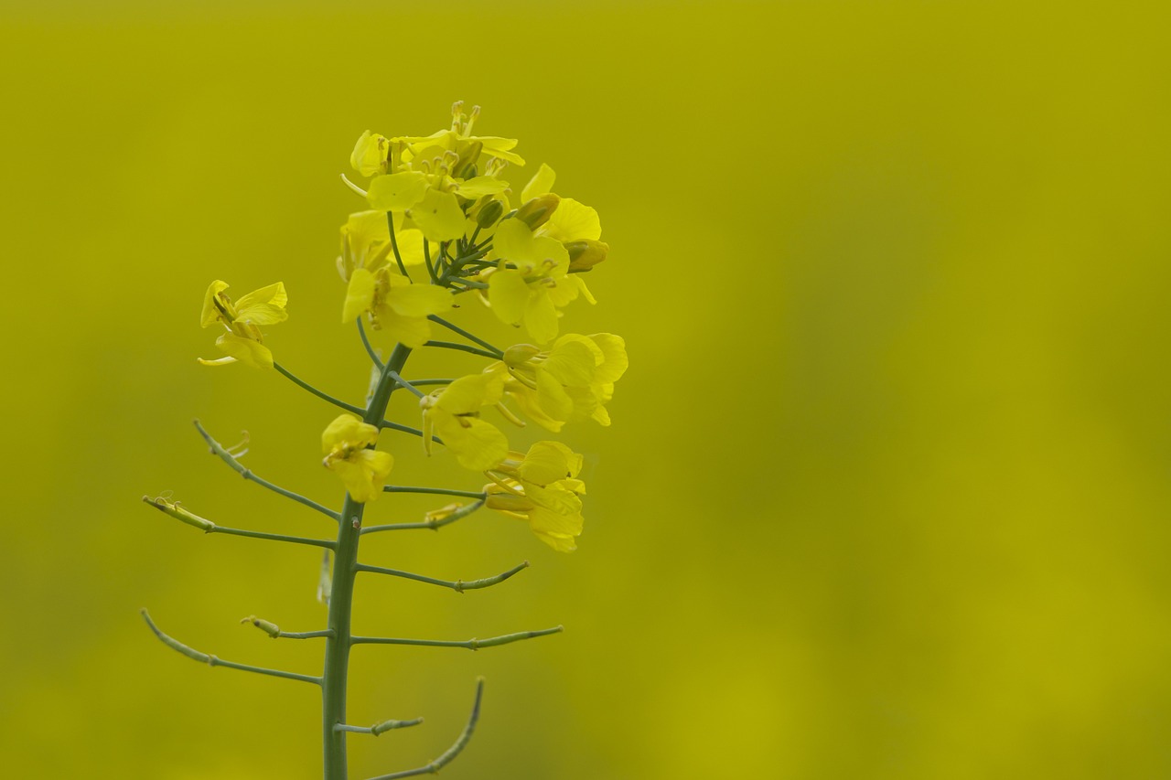 oilseed rape rape blossom yellow free photo