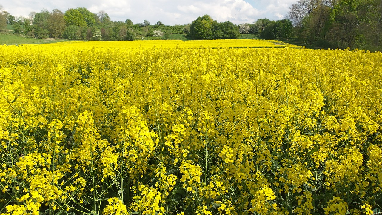 oilseed rape field blossom free photo