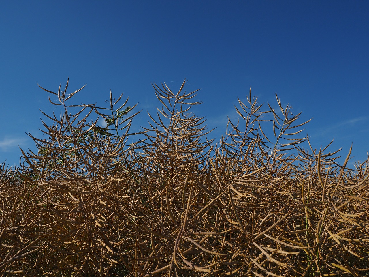 oilseed rape field of rapeseeds brassica napus free photo