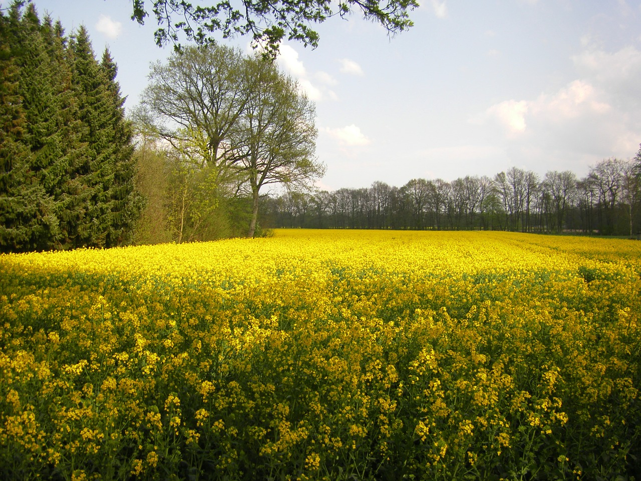 oilseed rape yellow field free photo