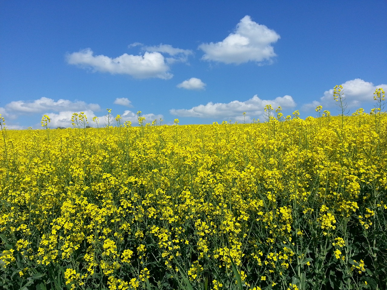 oilseed rape summer landscape free photo