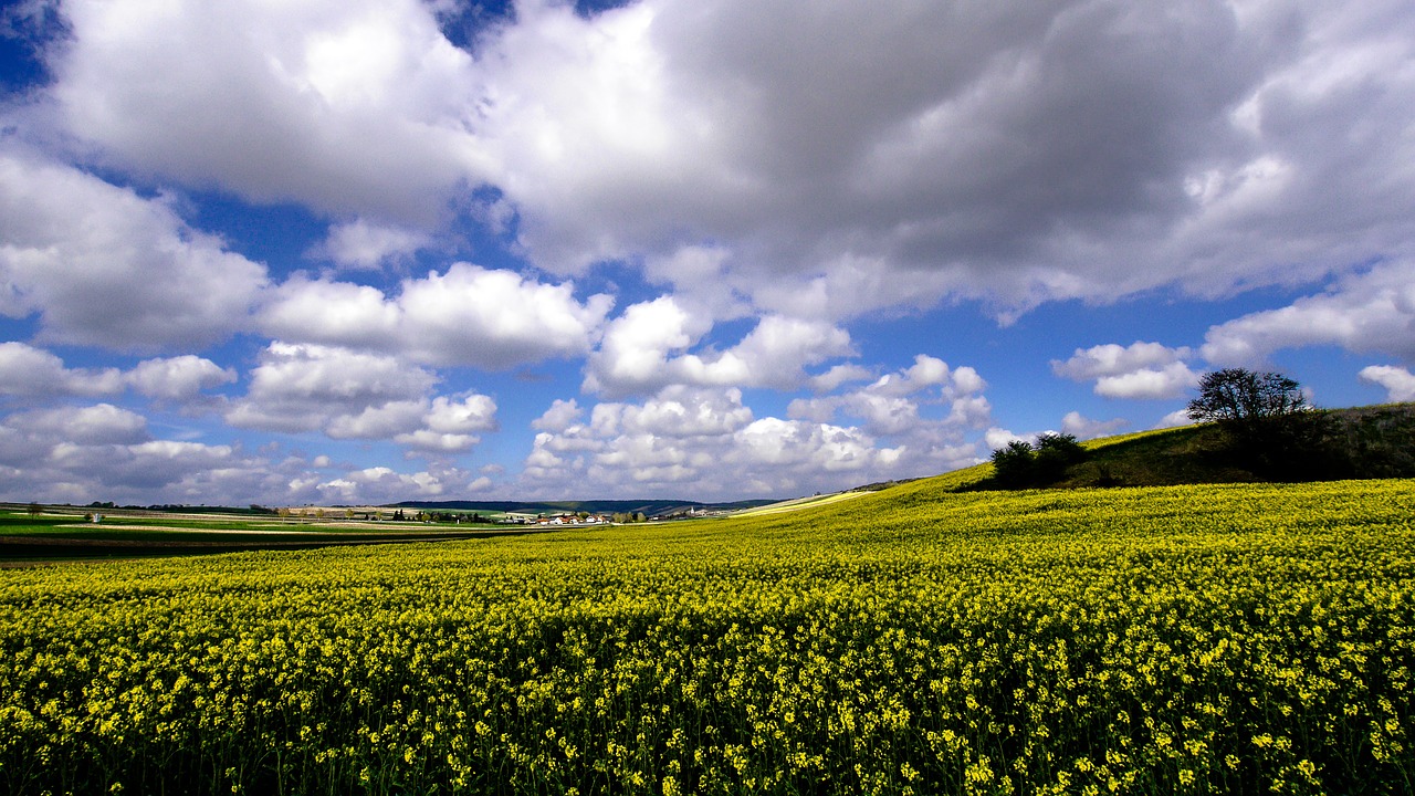 oilseed rape field of rapeseeds spring free photo