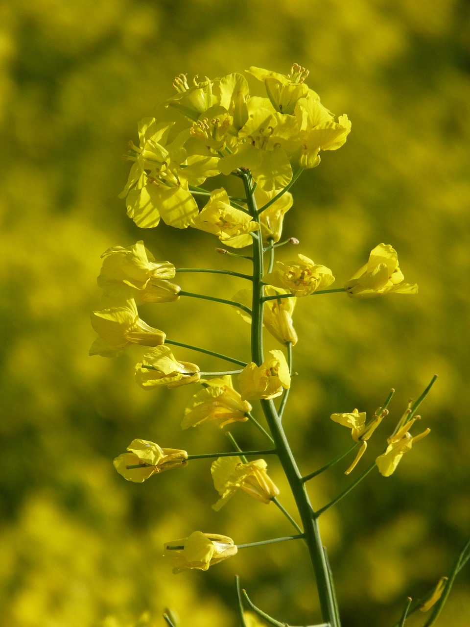 oilseed rape blossom bloom free photo