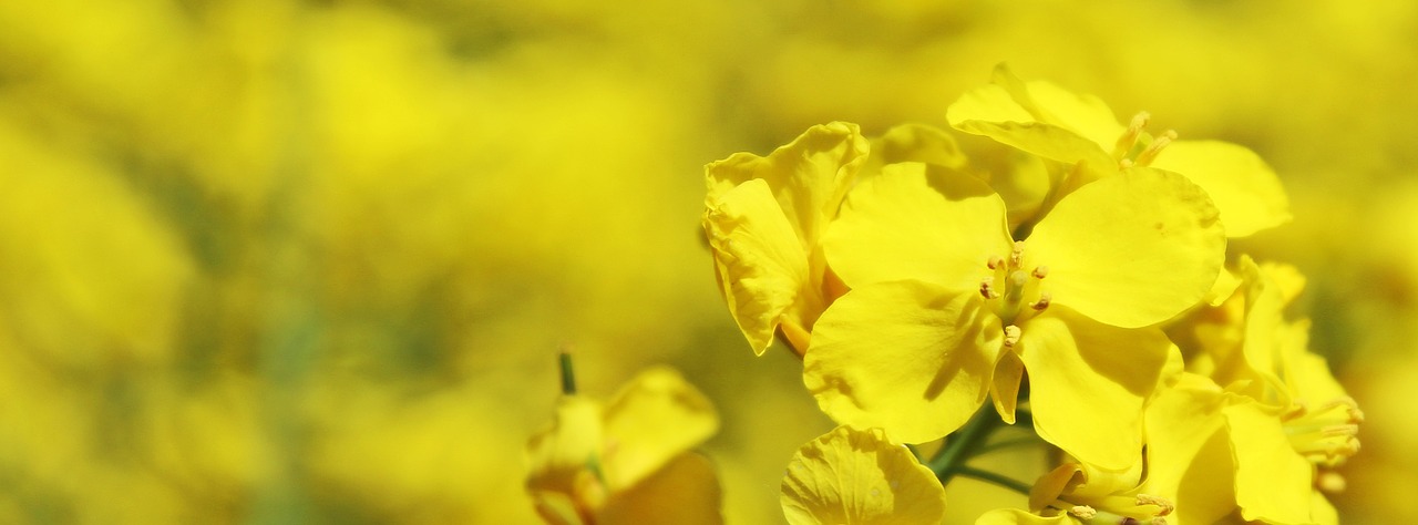 oilseed rape field of rapeseeds yellow free photo