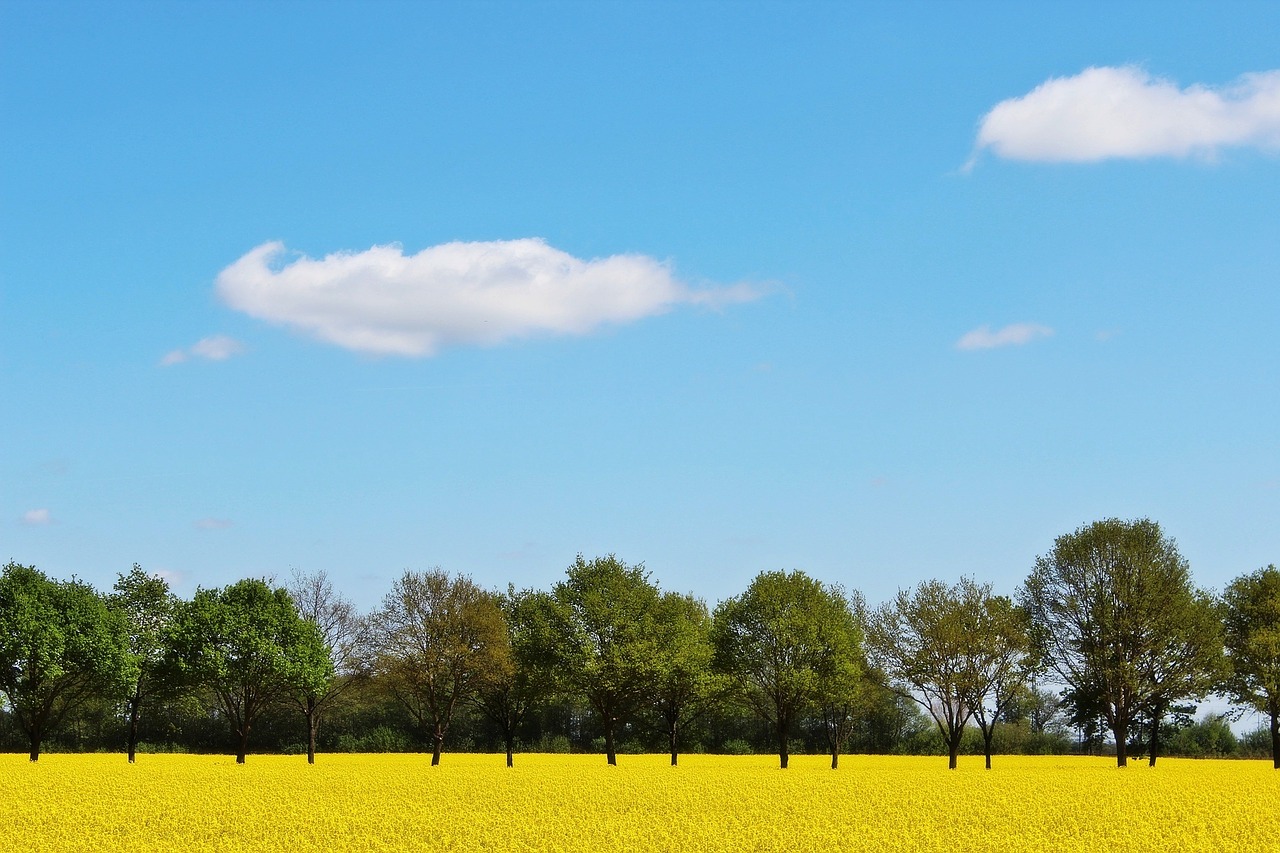 oilseed rape field of rapeseeds yellow free photo