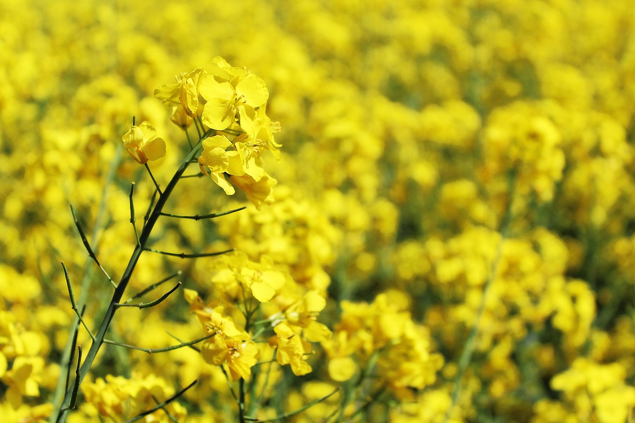 oilseed rape field of rapeseeds yellow free photo