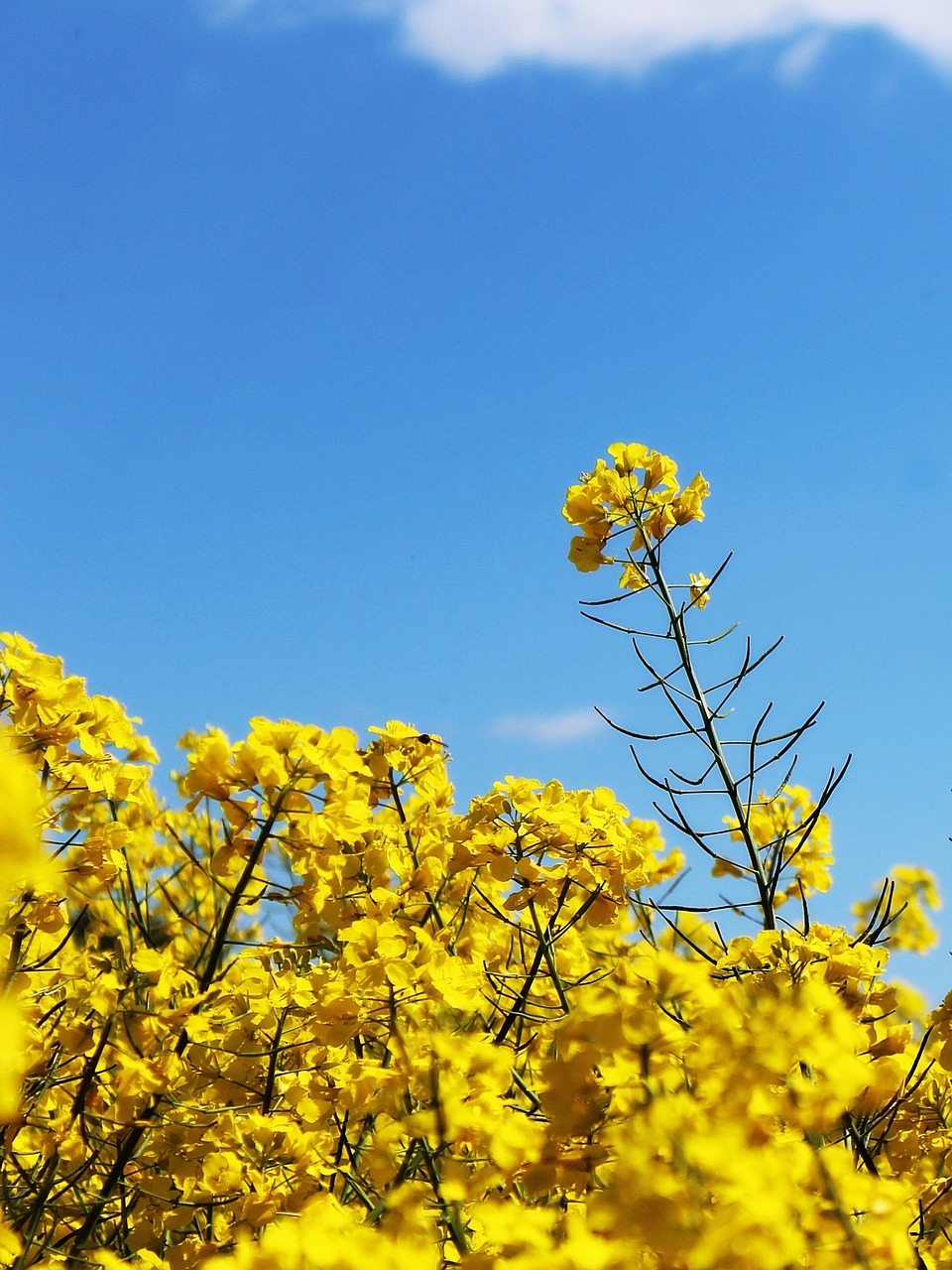 oilseed rape field of rapeseeds crops free photo