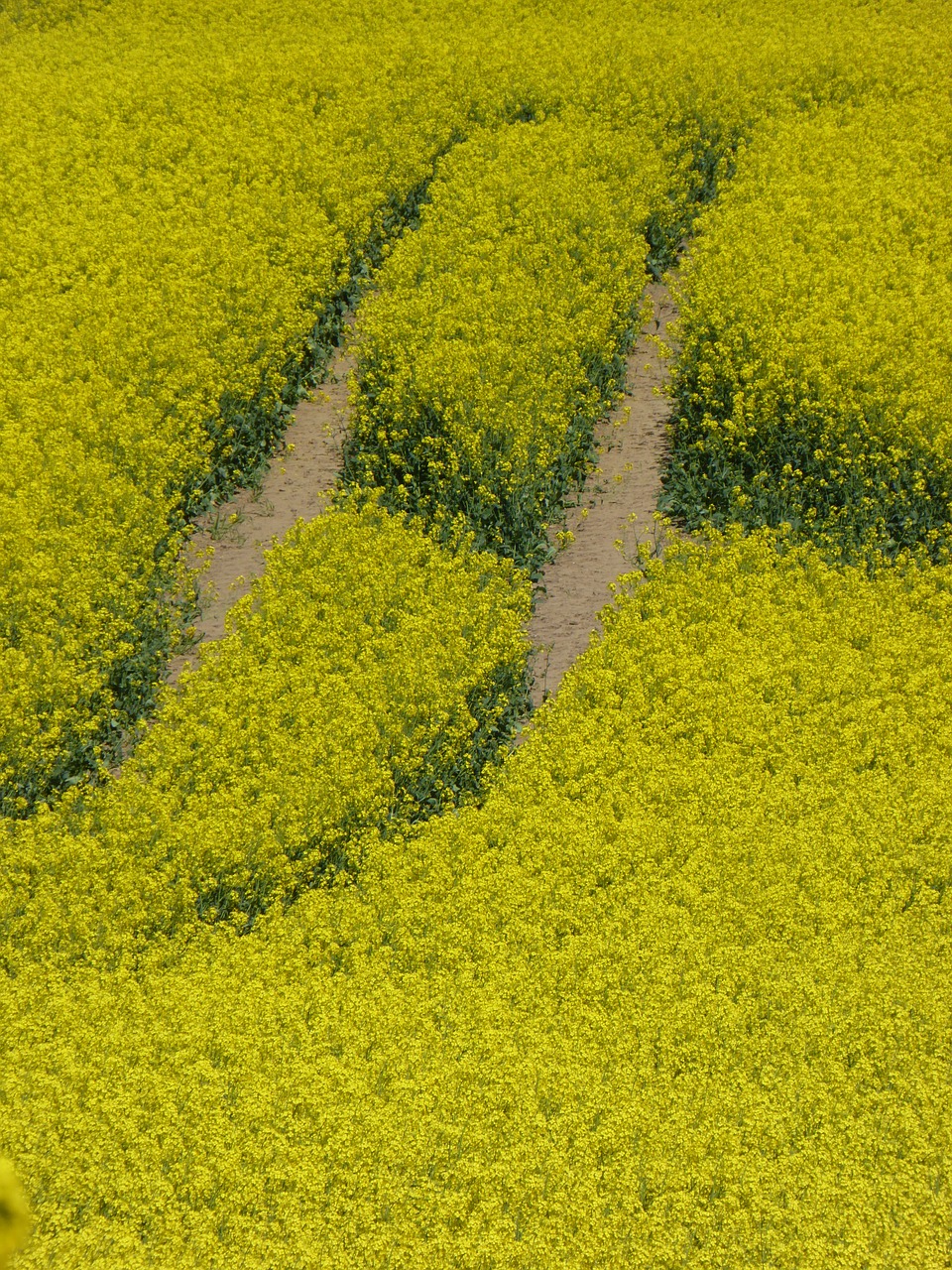 oilseed rape yellow field of rapeseeds free photo