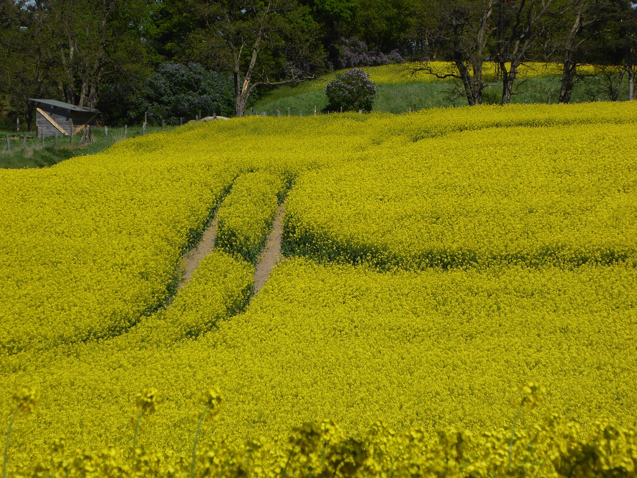 oilseed rape yellow field of rapeseeds free photo