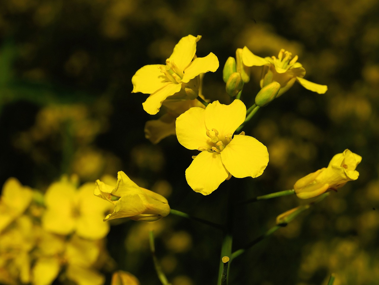 oilseed rape rape blossom yellow free photo