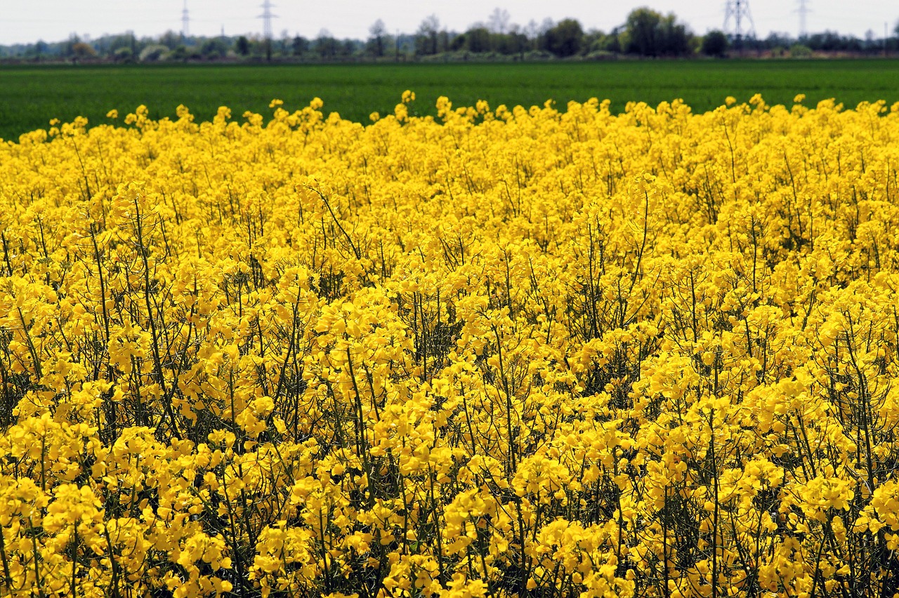 oilseed rape field of rapeseeds yellow free photo