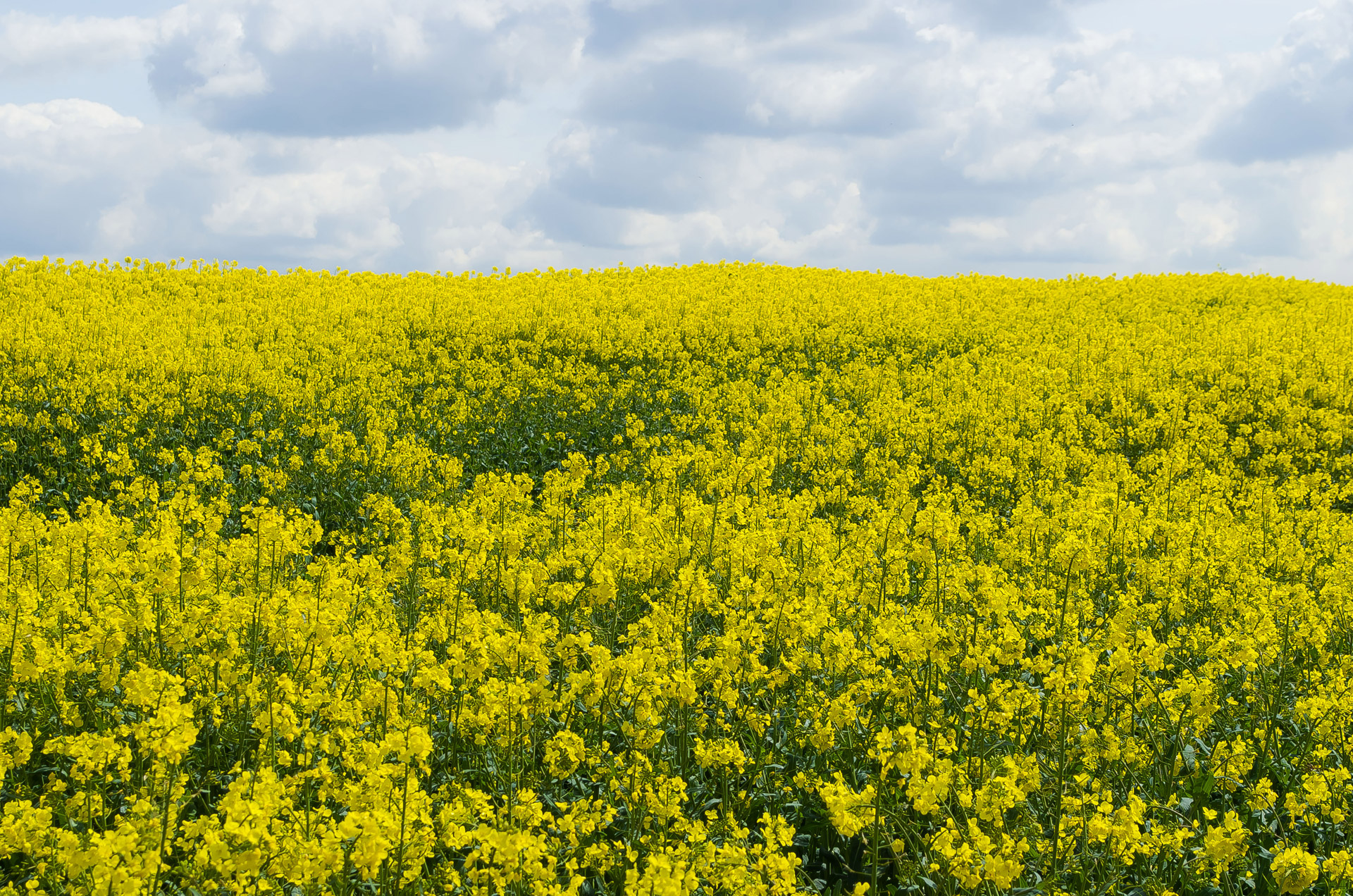 canola field agriculture free photo