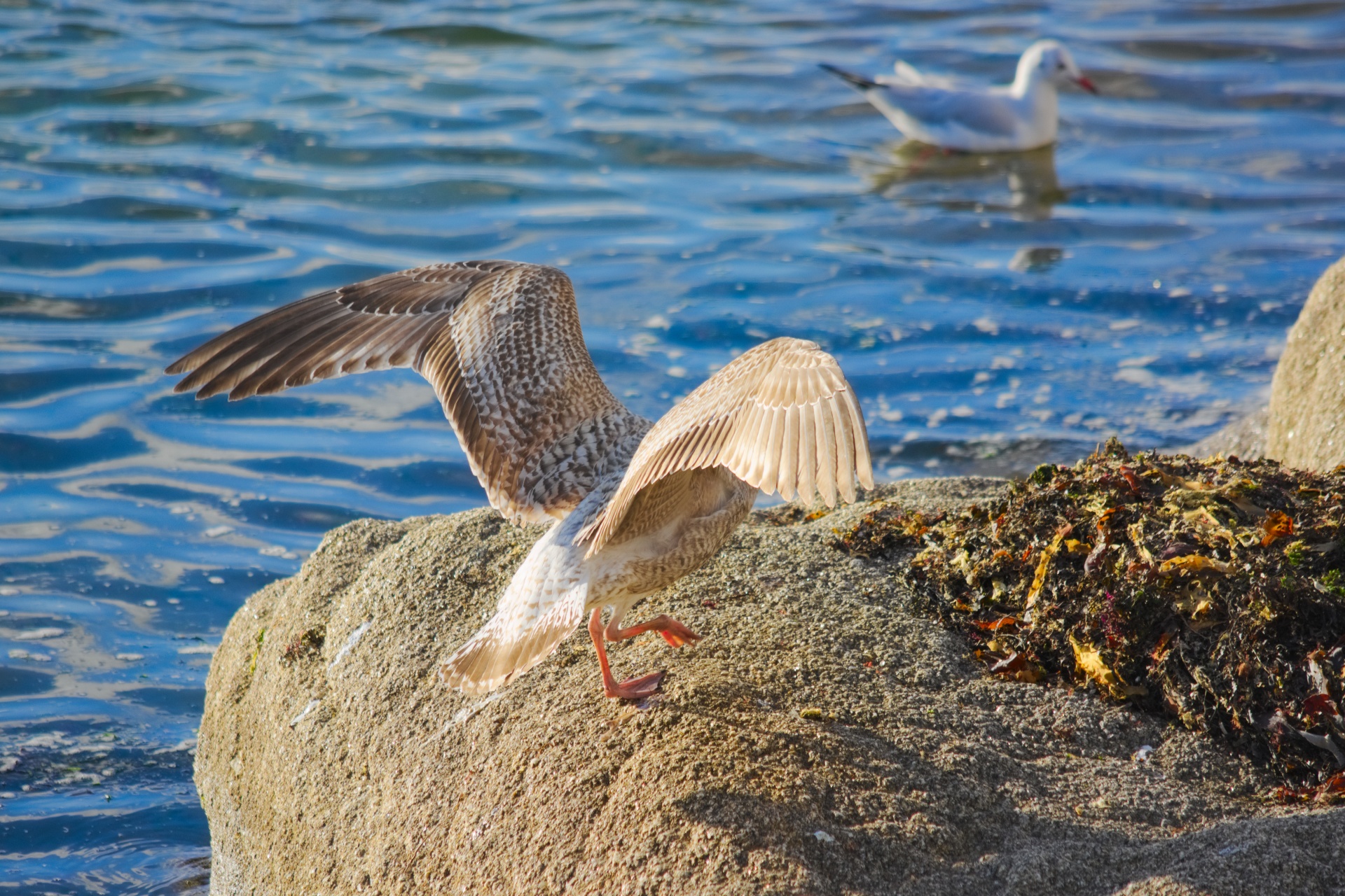 bird flight landing free photo