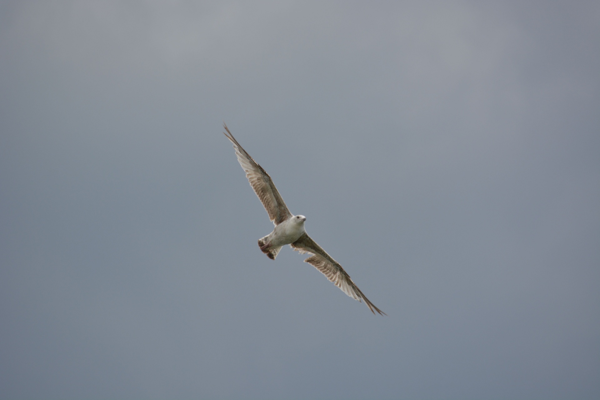 bird bird flying sky free photo