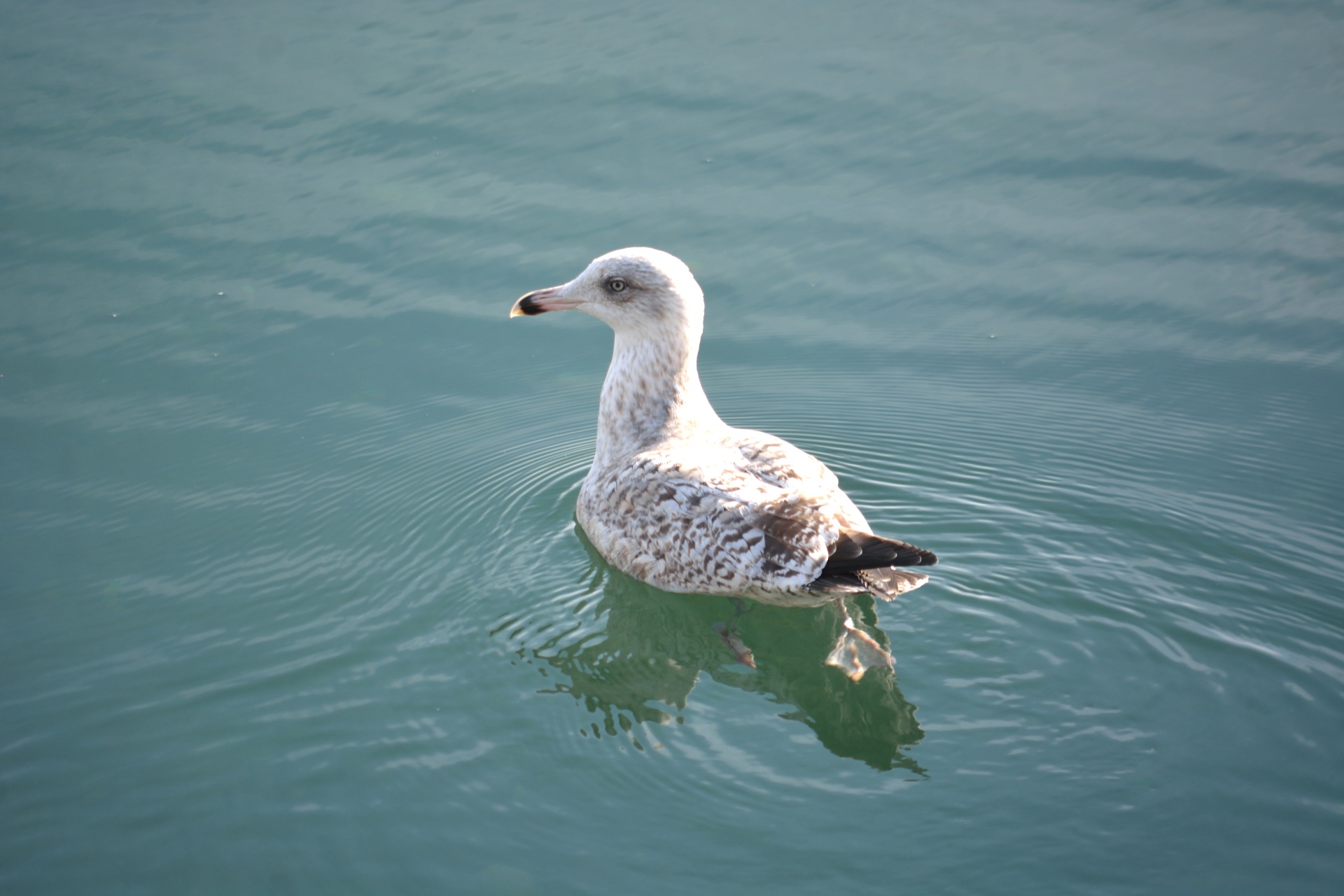 bird reflections gulls free photo