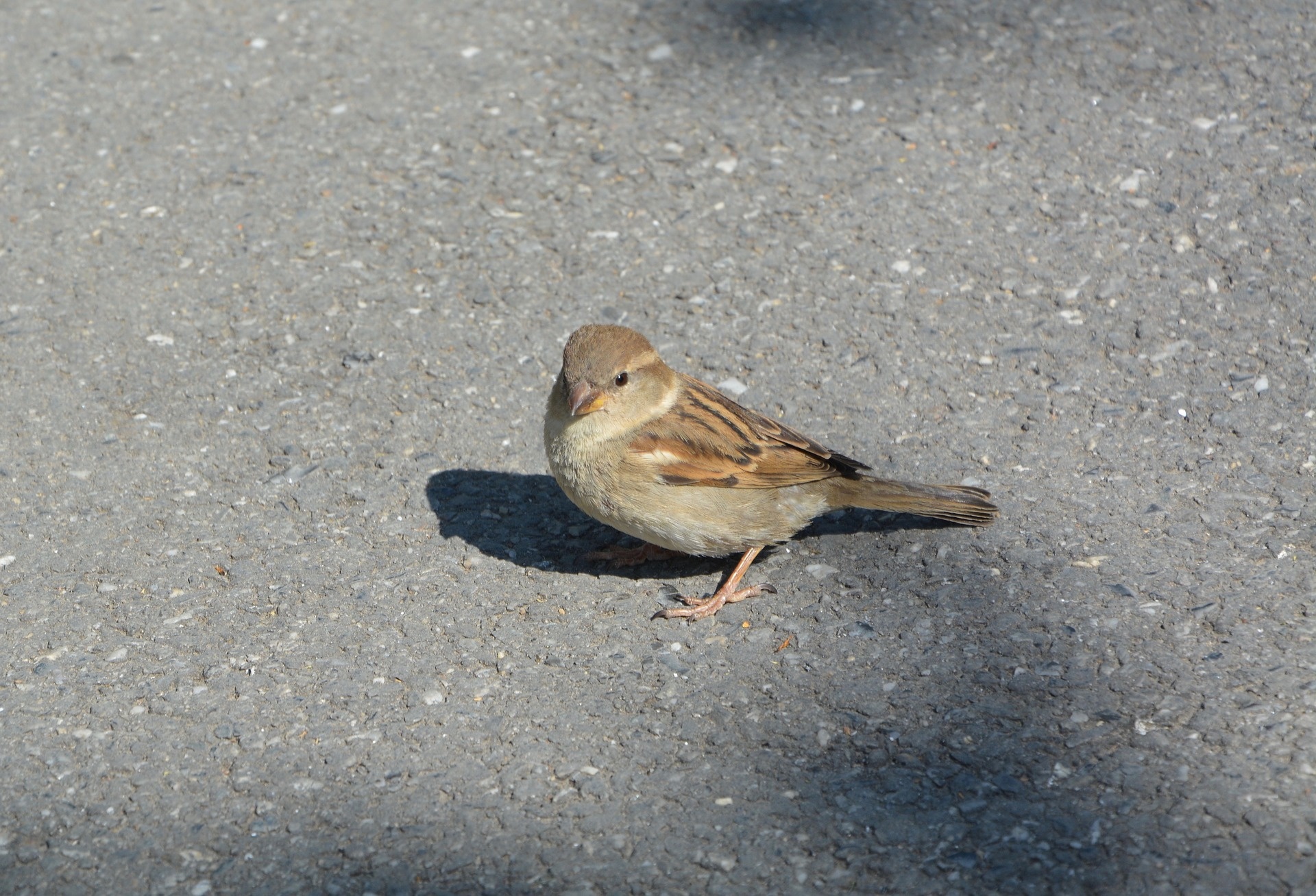 bird sparrow small free photo