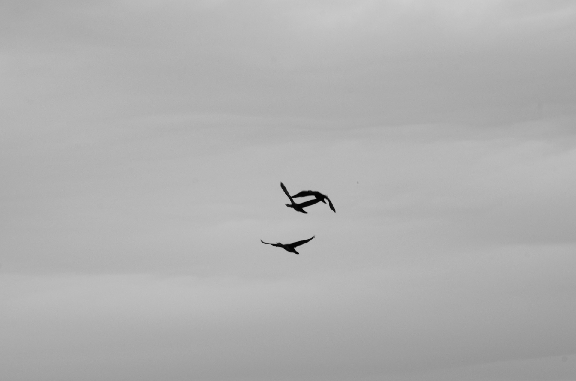 birds avian bird flight free photo