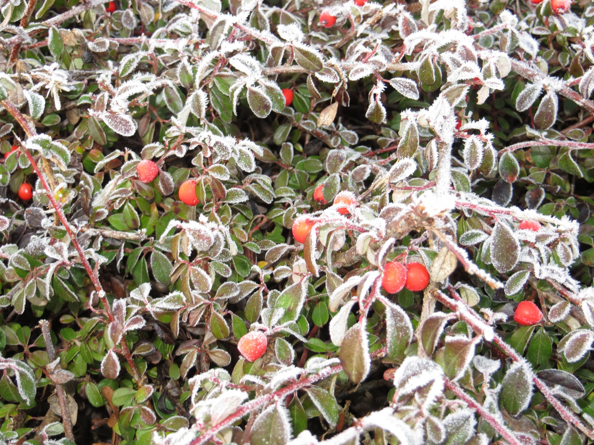 shrub frost winter free photo