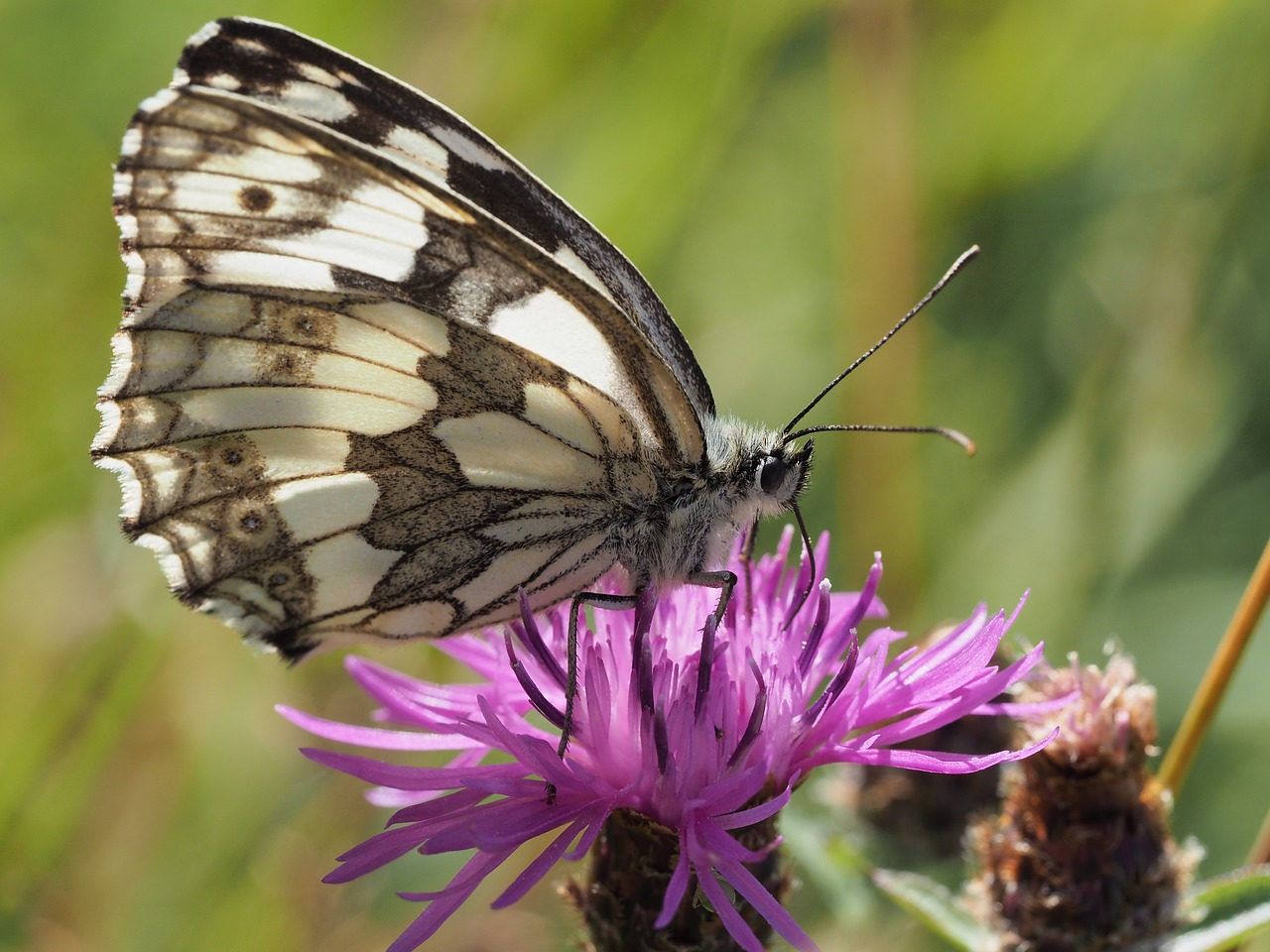 okáč bojínkový butterfly macro free photo