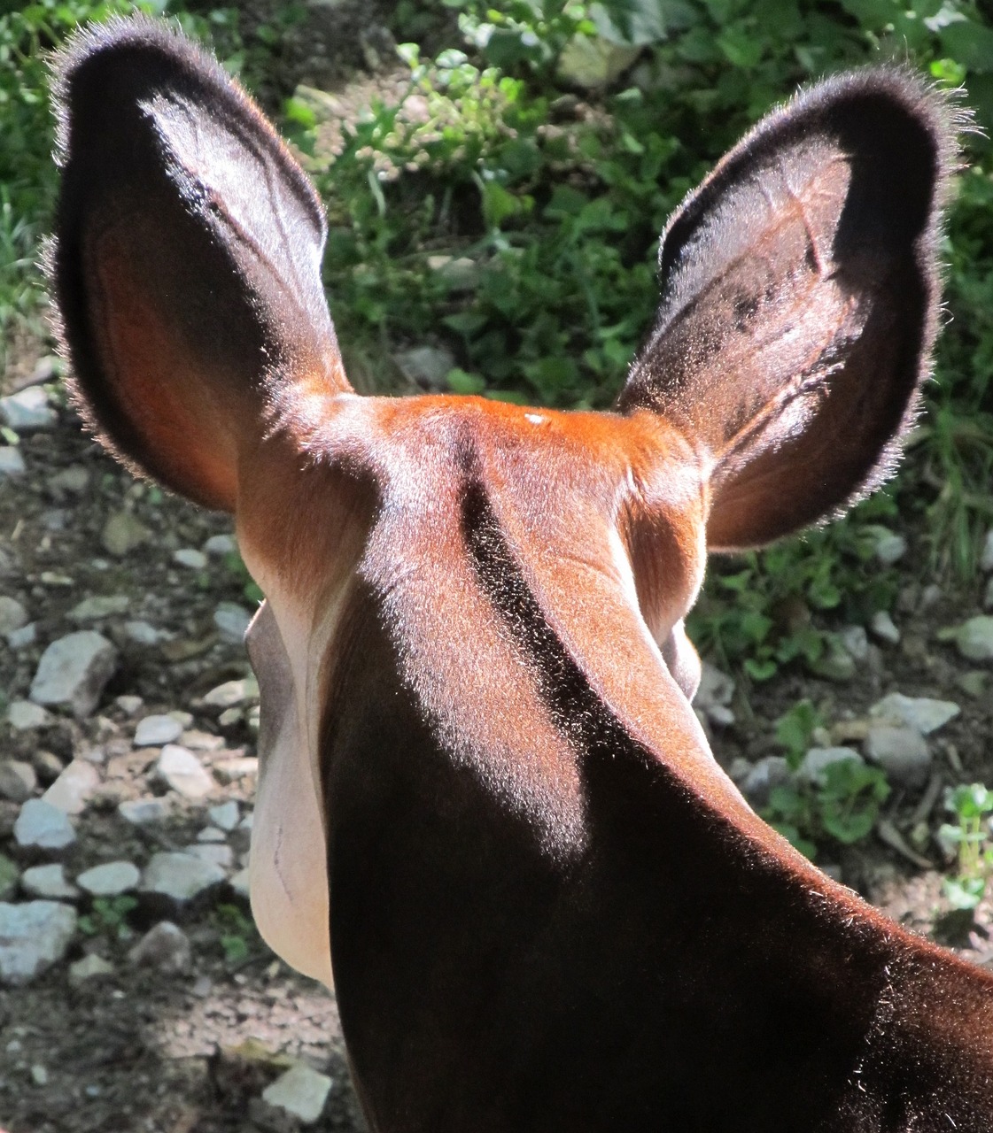 okapi ears head free photo