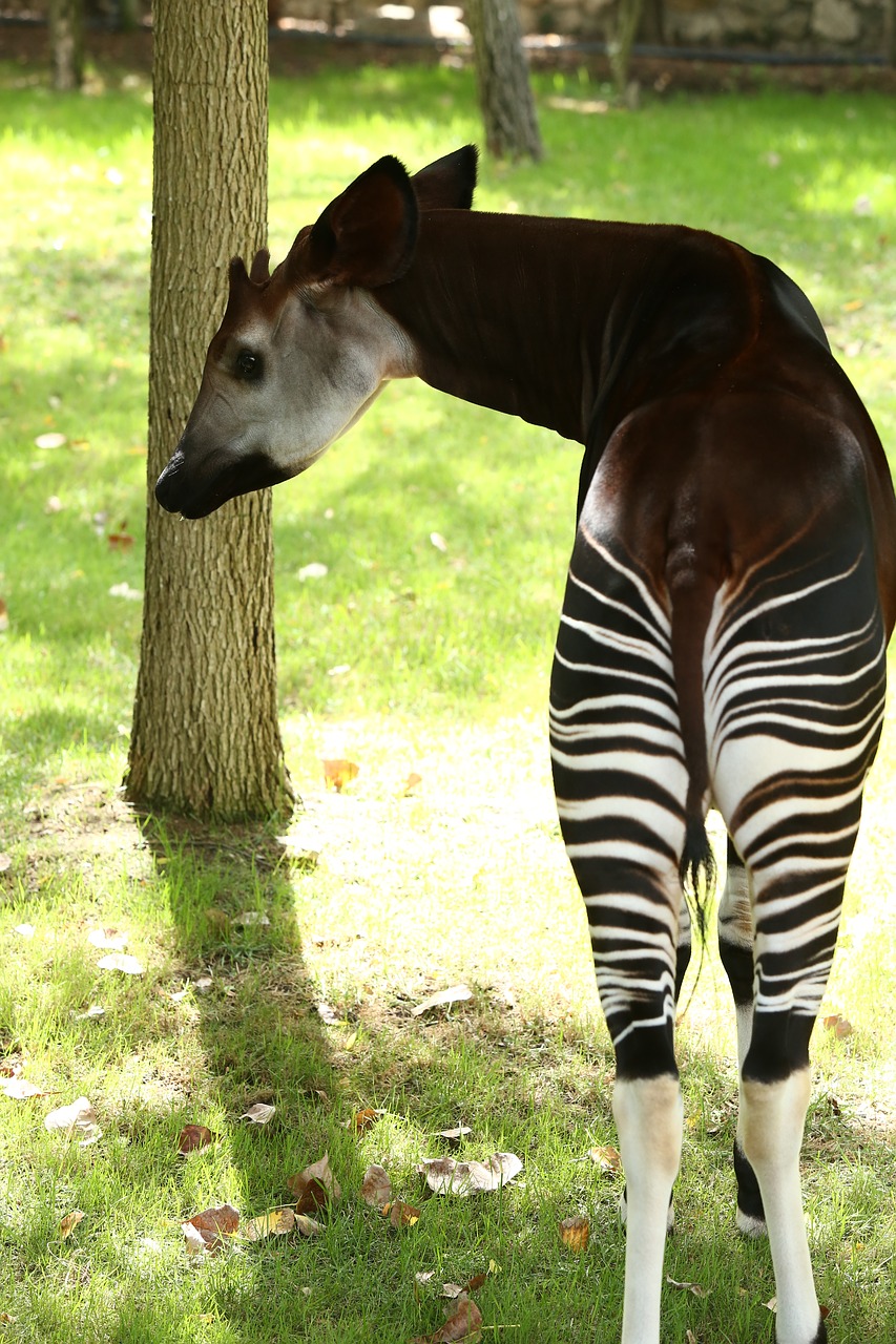 Okapi,africa,angola,zoo,animals - free image from 