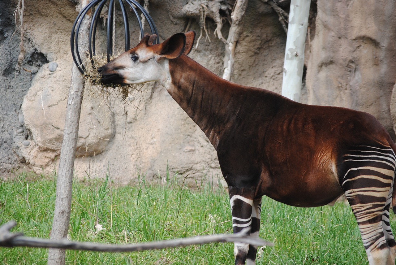 okapi brown animal free photo