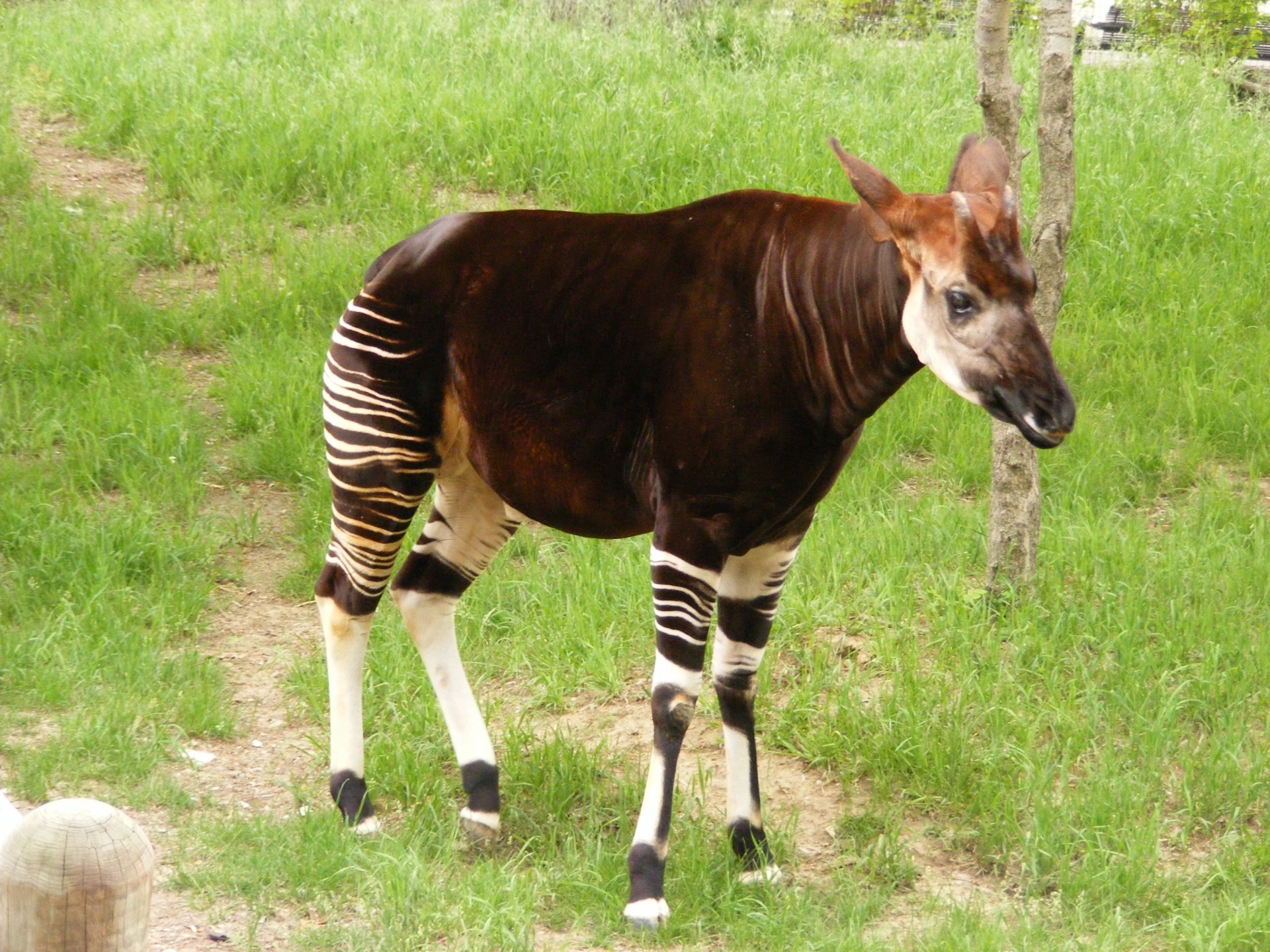 Okapi,giraffe,forest giraffe,animal,animals - free image from 