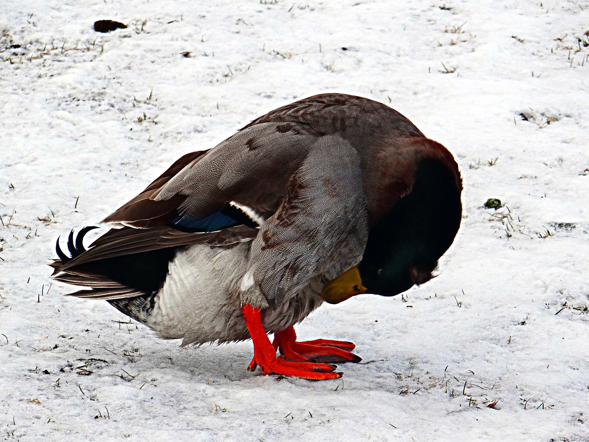 mallard duck guilty free photo