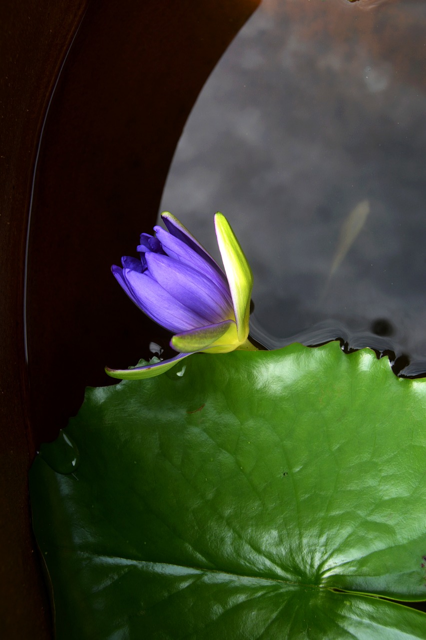 okinawa water lilies fish tank free photo