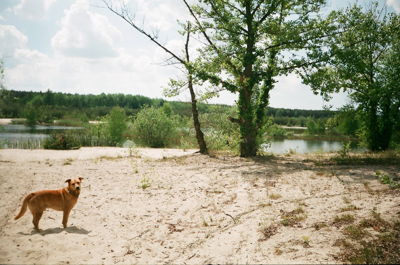 dog lublin poland free photo